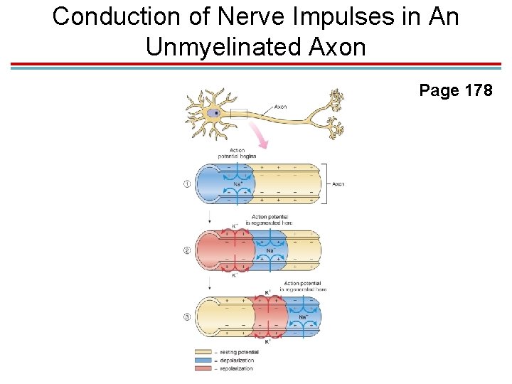 Conduction of Nerve Impulses in An Unmyelinated Axon Page 178 