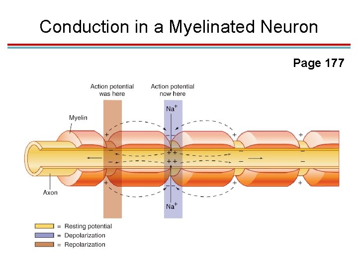 Conduction in a Myelinated Neuron Page 177 
