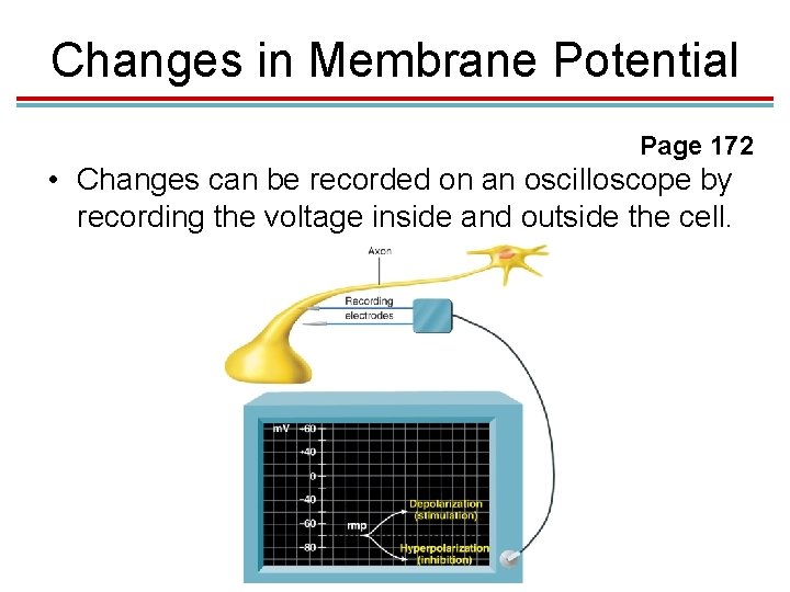 Changes in Membrane Potential Page 172 • Changes can be recorded on an oscilloscope