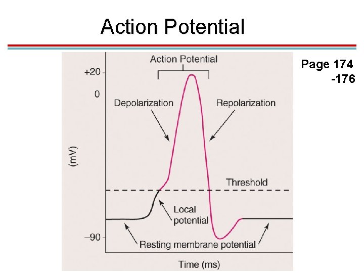 Action Potential Page 174 -176 