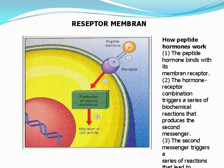 RESEPTOR MEMBRAN How peptide hormones work (1) The peptide hormone binds with its membran