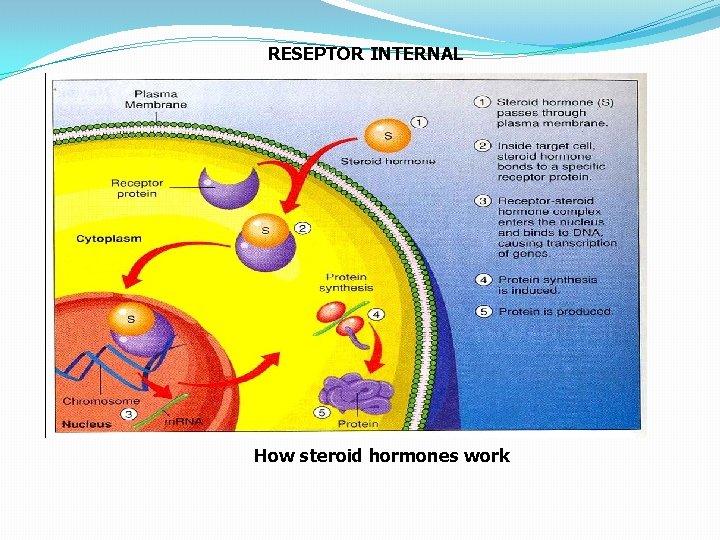 RESEPTOR INTERNAL How steroid hormones work 