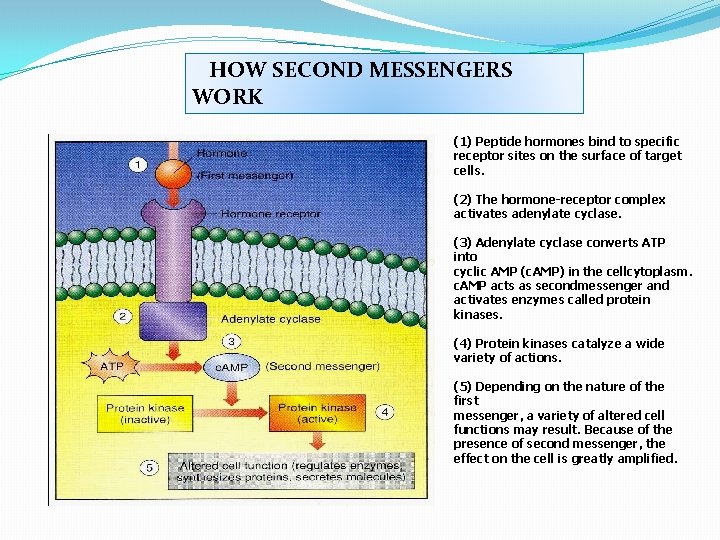 HOW SECOND MESSENGERS WORK (1) Peptide hormones bind to specific receptor sites on the