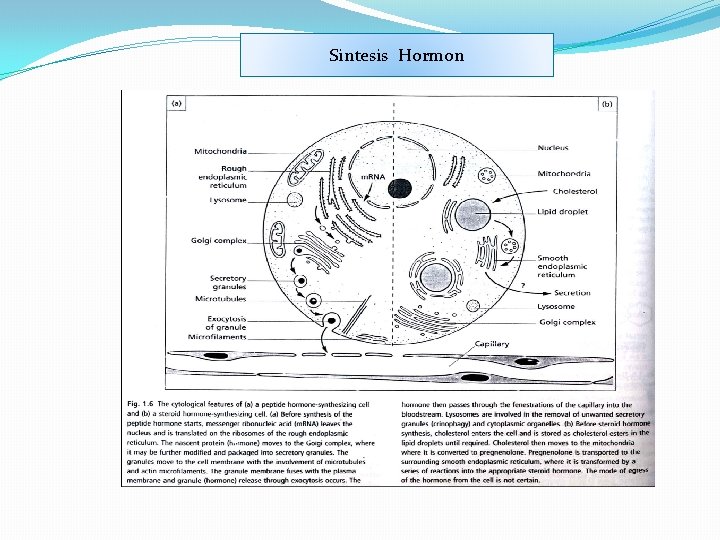 Sintesis Hormon 