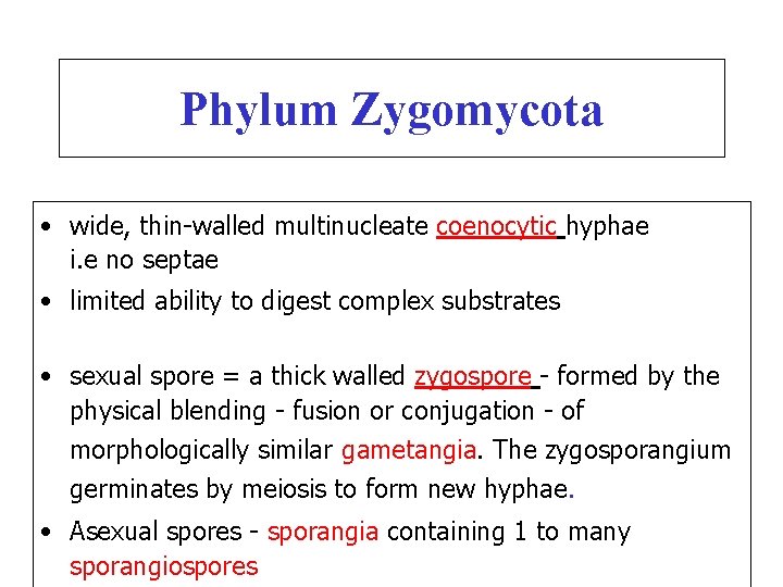 Zygomycetes - main features Phylum Zygomycota • wide, thin-walled multinucleate coenocytic hyphae i. e