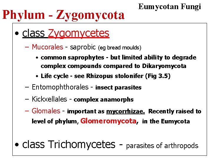 Eumycotan Fungi Phylum - Zygomycota • class Zygomycetes – Mucorales - saprobic (eg bread