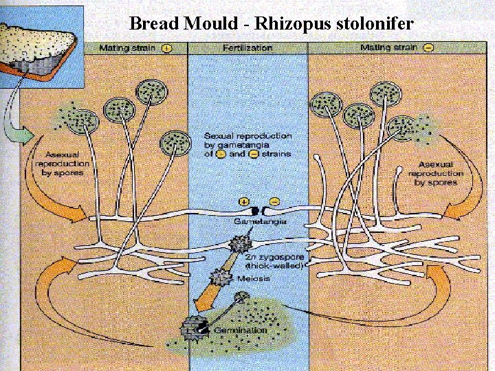 Bread Mould - Rhizopus stolonifer 