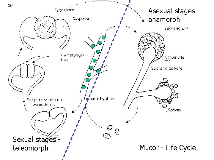 Asexual stages anamorph Sexual stages teleomorph Mucor - Life Cycle Asexual stages anamorph Sexual stages teleomorph Mucor - Life Cycle