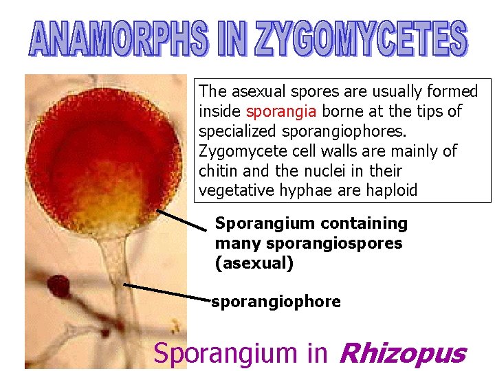 The asexual spores are usually formed inside sporangia borne at the tips of specialized