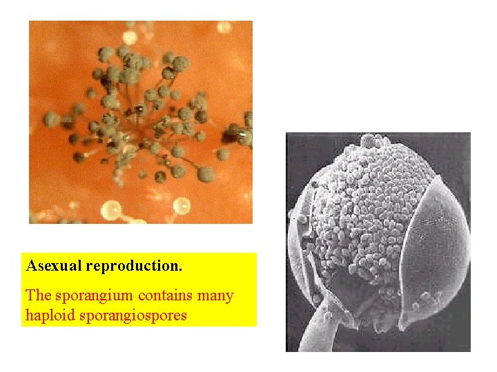 Asexual reproduction. The sporangium contains many haploid sporangiospores 