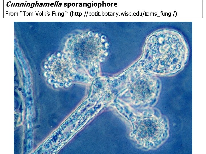 Cunninghamella sporangiophore From “Tom Volk’s Fungi“ (http: //botit. botany. wisc. edu/toms_fungi/) 