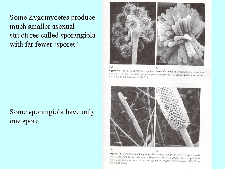 Some Zygomycetes produce much smaller asexual structures called sporangiola with far fewer ‘spores’. Some