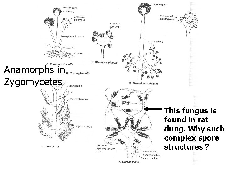 Anamorphs in Zygomycetes This fungus is found in rat dung. Why such complex spore