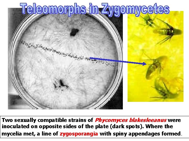 Two sexually compatible strains of Phycomyces blakesleeanus were inoculated on opposite sides of the