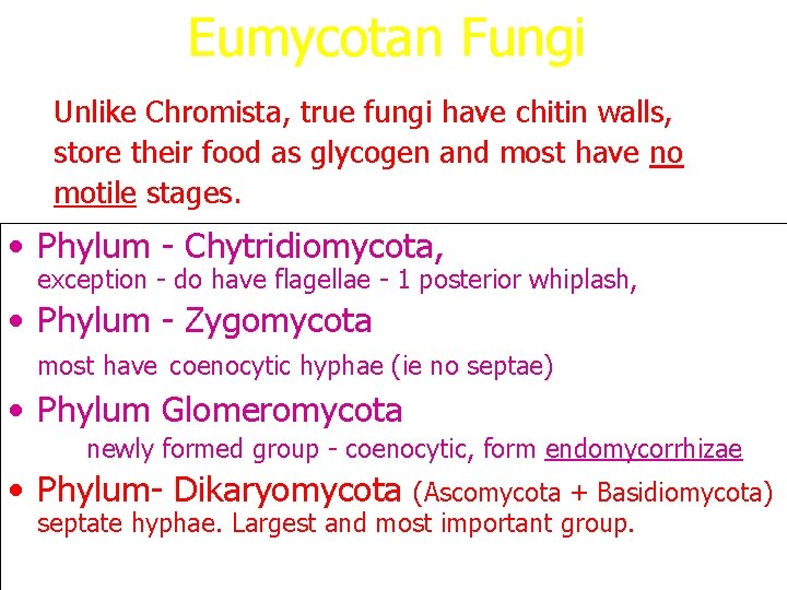 Eumycotan Fungi Unlike Chromista, true fungi have chitin walls, store their food as glycogen