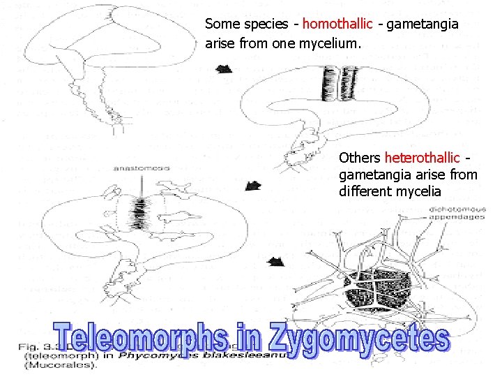 Some species - homothallic - gametangia arise from one mycelium. Others heterothallic gametangia arise