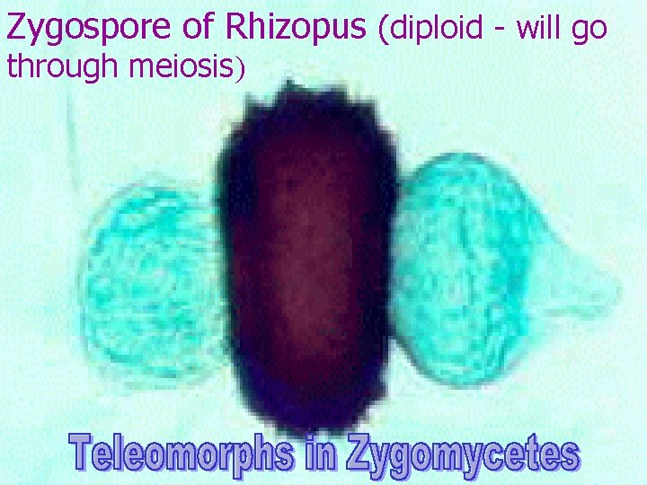 Zygospore of Rhizopus (diploid - will go through meiosis) 