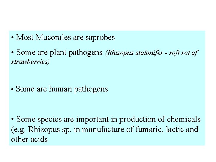  • Most Mucorales are saprobes • Some are plant pathogens (Rhizopus stolonifer -