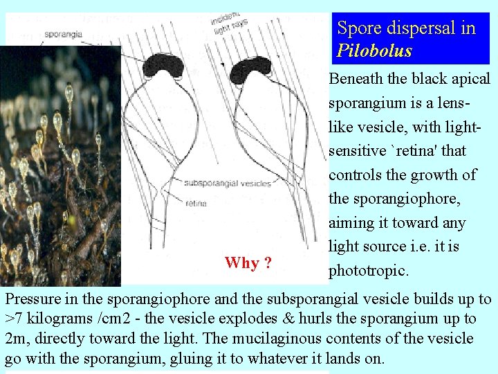 Spore dispersal in Pilobolus Why ? Beneath the black apical sporangium is a lenslike
