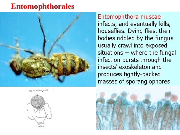 Entomophthorales Entomophthora muscae infects, and eventually kills, houseflies. Dying flies, their bodies riddled by