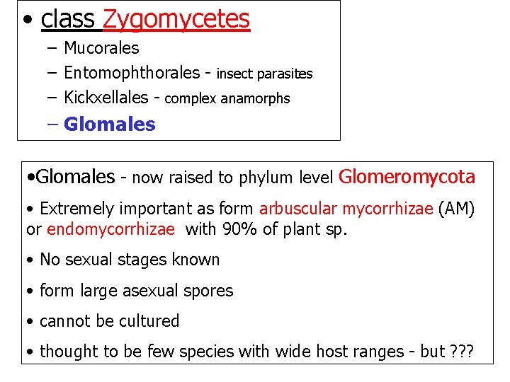  • class Zygomycetes – Mucorales – Entomophthorales - insect parasites – Kickxellales -