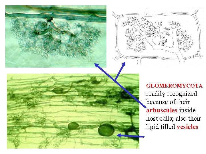 GLOMEROMYCOTA readily recognized because of their arbuscules inside host cells; also their lipid filled