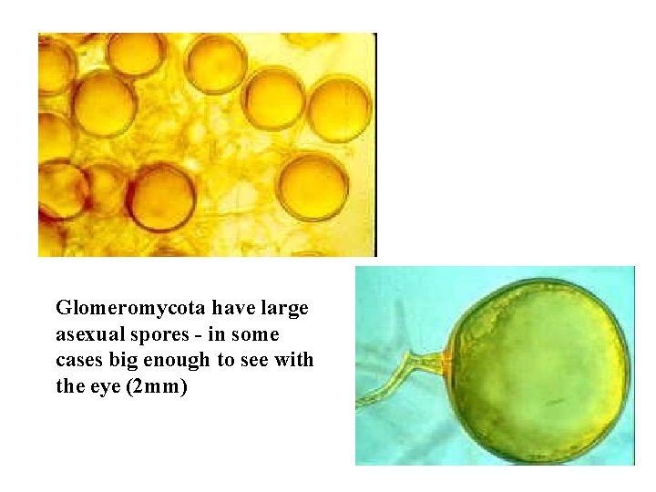 Glomeromycota have large asexual spores - in some cases big enough to see with