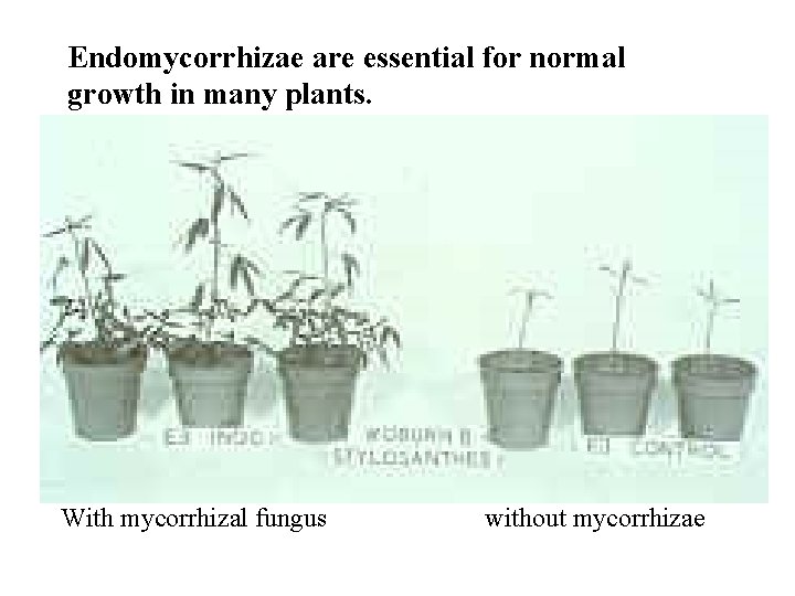 Endomycorrhizae are essential for normal growth in many plants. With mycorrhizal fungus without mycorrhizae