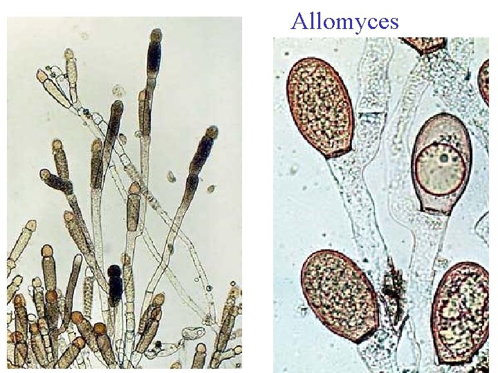 Allomyces 