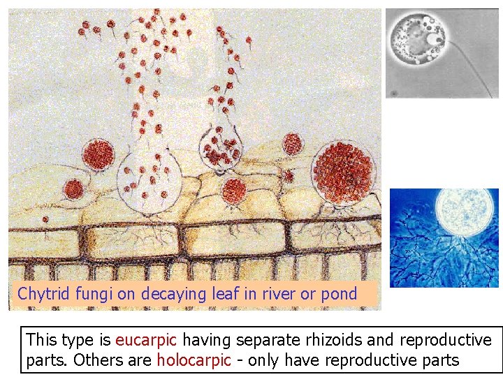 Chytrid fungi on decaying leaf in river or pond This type is eucarpic having