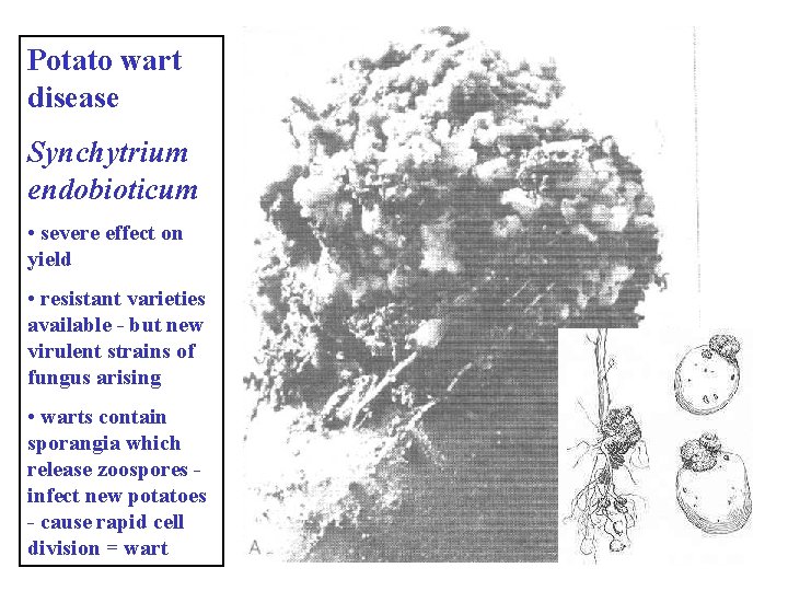 Potato wart disease Synchytrium endobioticum • severe effect on yield • resistant varieties available