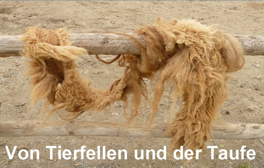 Von Tierfellen und der Taufe 