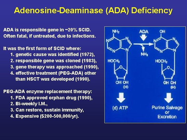 Adenosine-Deaminase (ADA) Deficiency ADA is responsible gene in ~20% SCID. Often fatal, if untreated,