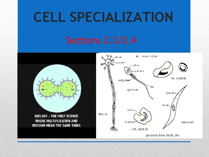 CELL SPECIALIZATION Sections 2. 3/2. 4 