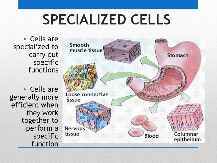 SPECIALIZED CELLS • Cells are specialized to carry out specific functions • Cells are