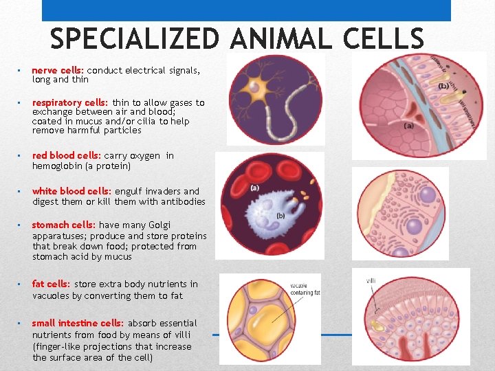 SPECIALIZED ANIMAL CELLS • nerve cells: conduct electrical signals, long and thin • respiratory