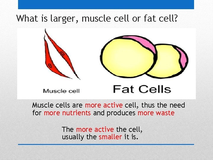 What is larger, muscle cell or fat cell? Muscle cells are more active cell,