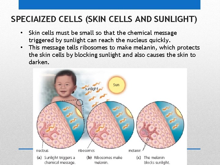 SPECIAIZED CELLS (SKIN CELLS AND SUNLIGHT) • Skin cells must be small so that