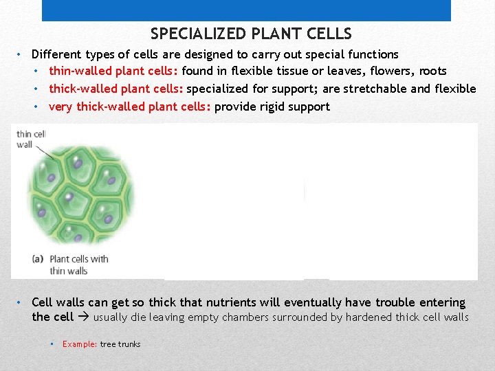 SPECIALIZED PLANT CELLS • Different types of cells are designed to carry out special