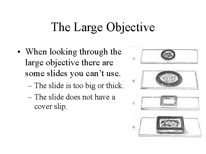 The Large Objective • When looking through the large objective there are some slides