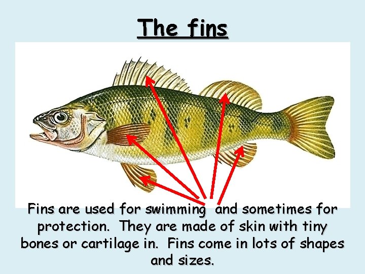 The fins Fins are used for swimming and sometimes for protection. They are made