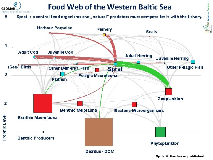 Food Web of the Western Baltic Sea 5 Sprat is a central food organisms