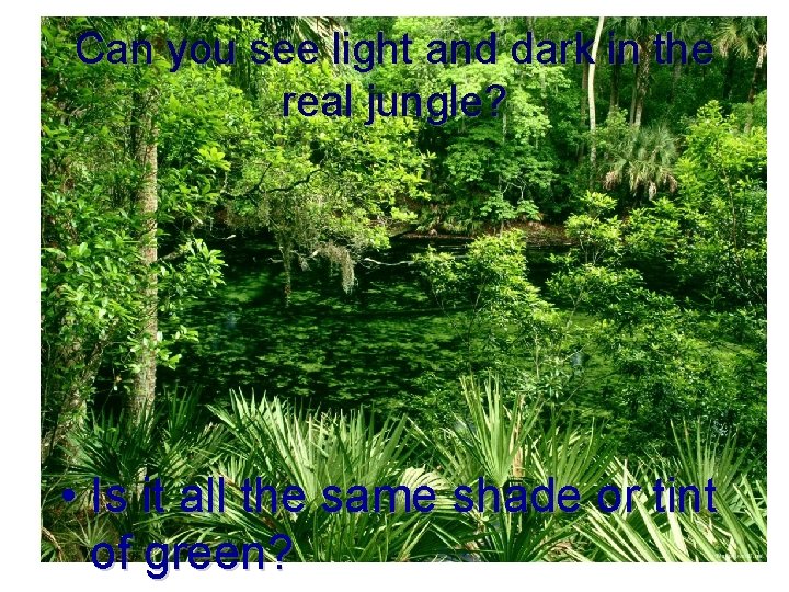 Can you see light and dark in the real jungle? • Is it all