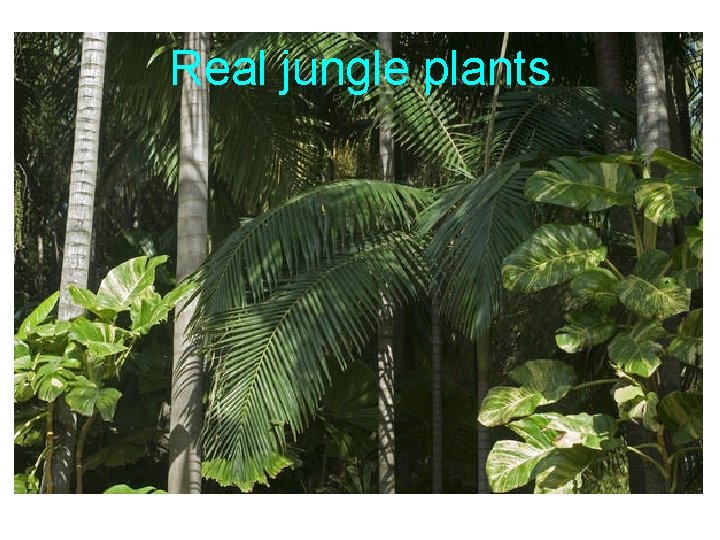Real jungle plants 
