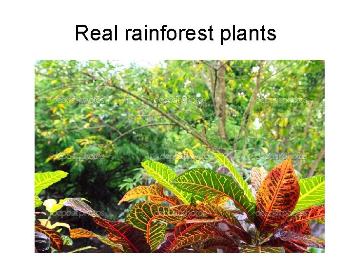 Real rainforest plants 