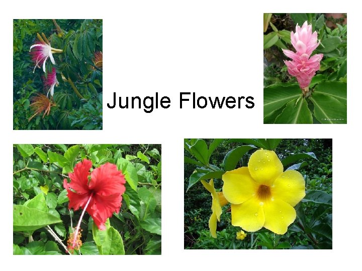 Jungle Flowers 
