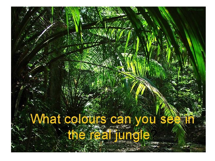 What colours can you see in the real jungle? 