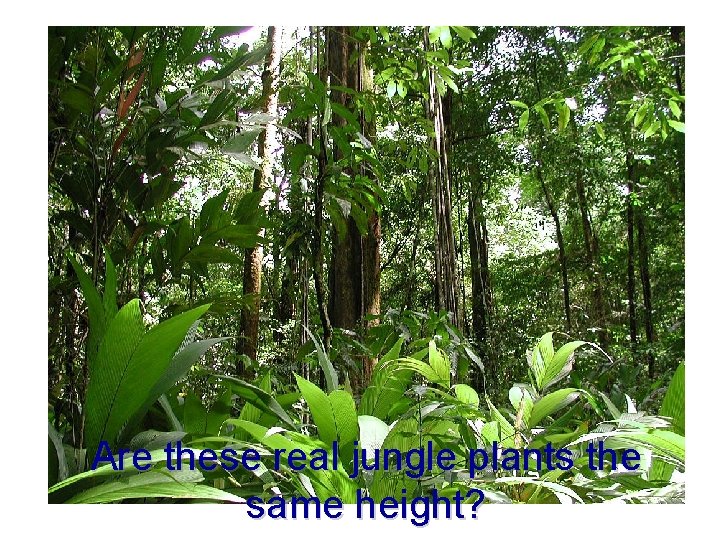 Are these real jungle plants the same height? 