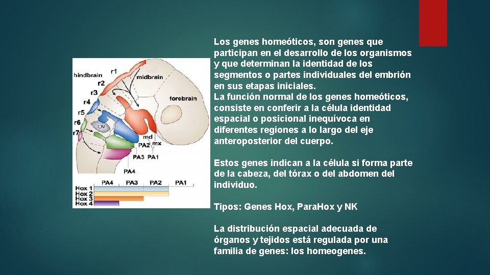 Los genes homeóticos, son genes que participan en el desarrollo de los organismos y