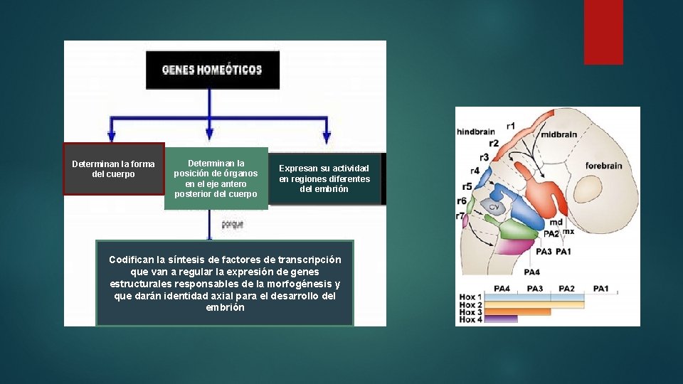 Determinan la forma del cuerpo Determinan la posición de órganos en el eje antero